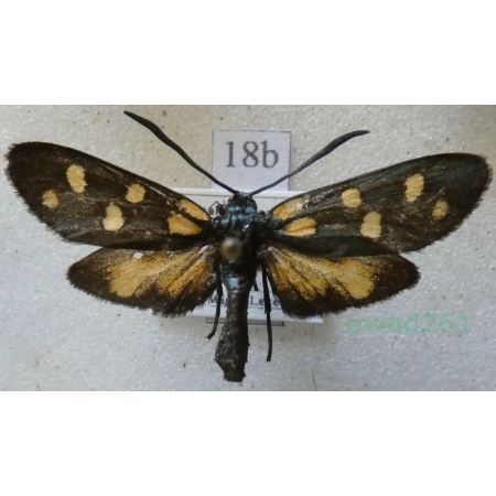 Zygaena transalpina (Esper, 1780) Kraśnik transalpejski Italy18b